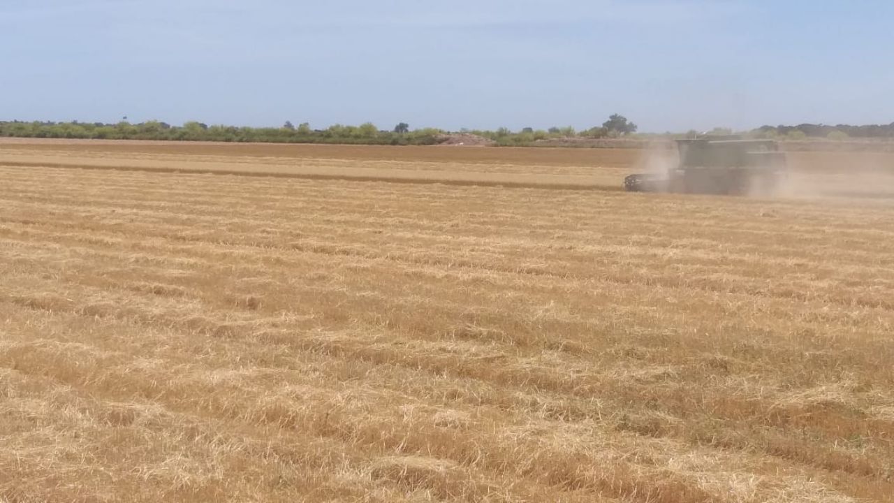 Cosechas de trigo en Huatabampo llevan un un avance del 85 por ciento
