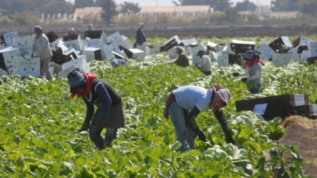 El agro da la ‘cara’ por Sonora y registra un incremento en su producción durante abril