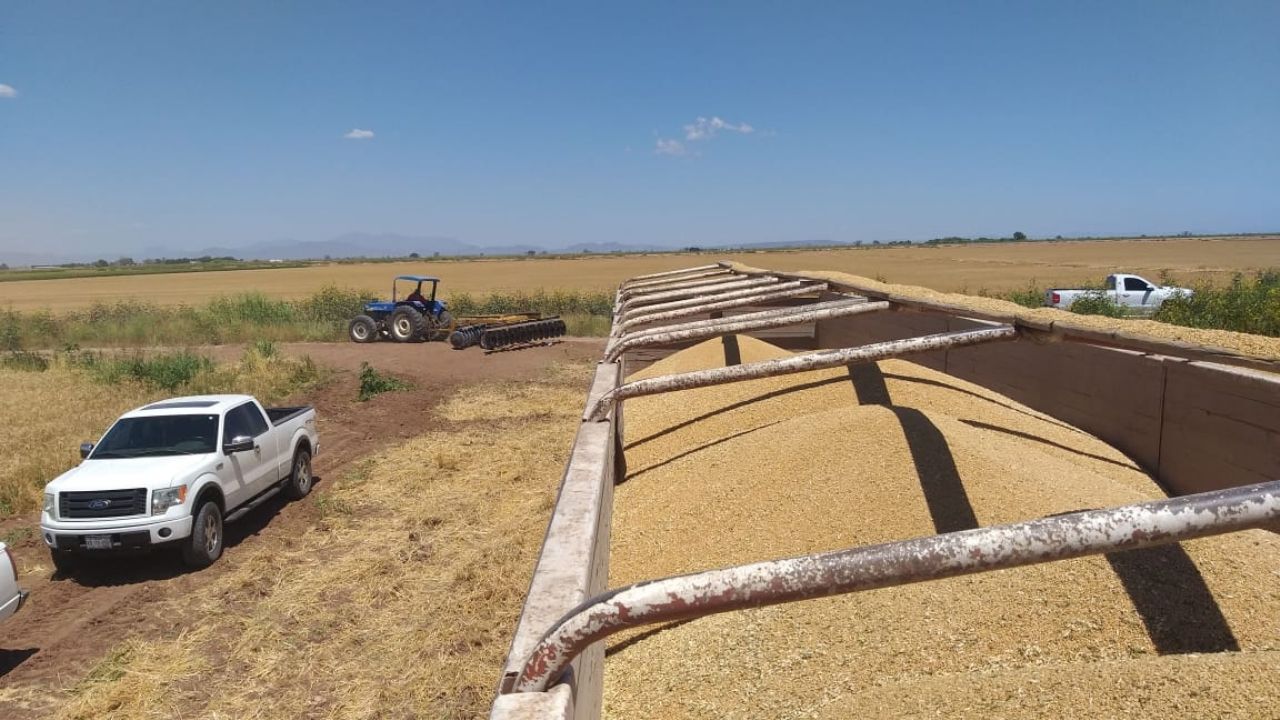 Trigueros del sur de Sonora tienen una producción menor a la estimada