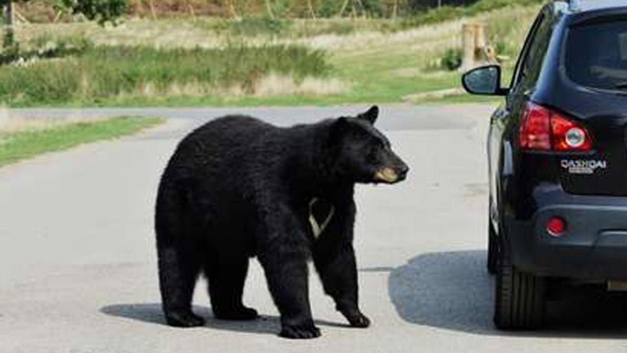 VIDEO: Oso salvaje por poco y consigue entrar a un coche como si fuera suyo