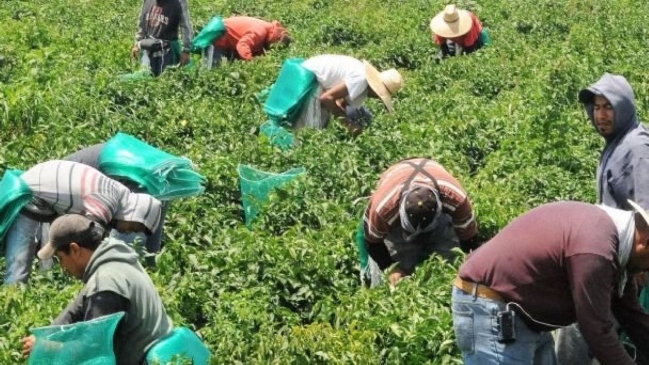 Demanda de alimentos tardaría dos años en recuperarse en Sonora