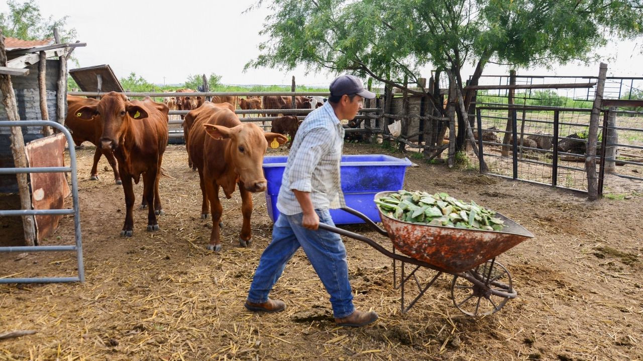 Reestructuración de subsectores ganaderos podría ser de beneficio para Sonora