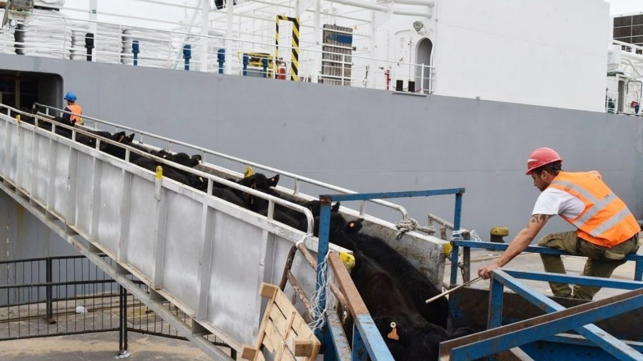 Amenazas por cierre de importación no asustan a los ganaderos sonorenses