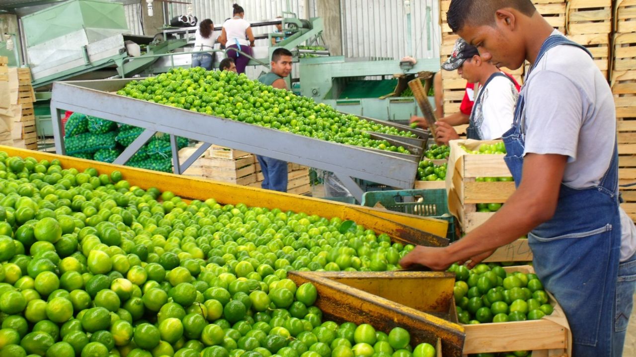 Exportaciones hortícolas de México van a la baja durante abril