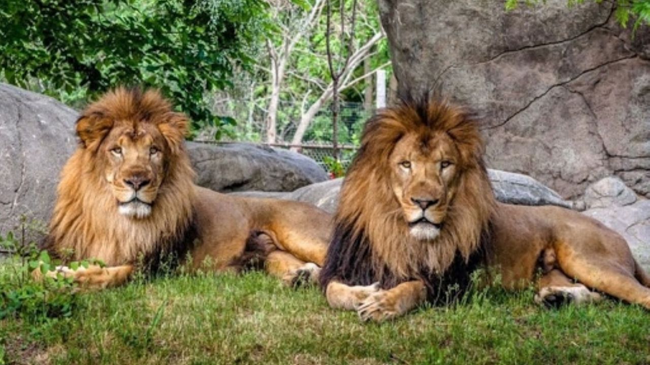 Cuidadora de zoológico sufre el feroz ataque de dos leones; está en estado crítico