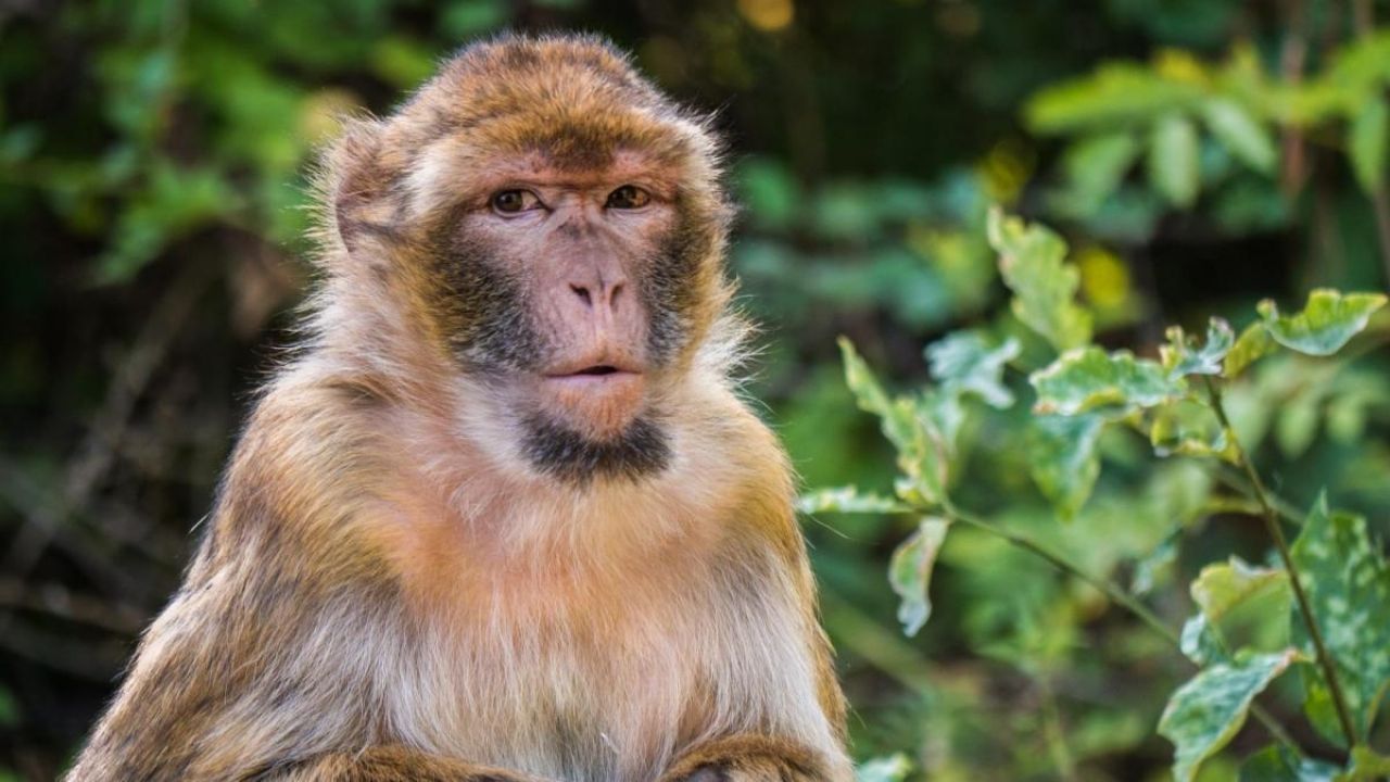 Monos atacan a empleado de hospital y le roban muestras de sangre para Covid-19