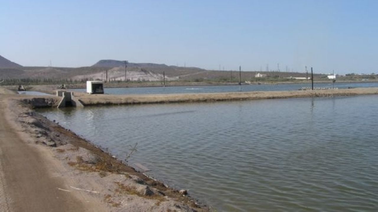 Sin apoyos del Gobierno, sector acuícola de Sonora puede colapsar en 2020