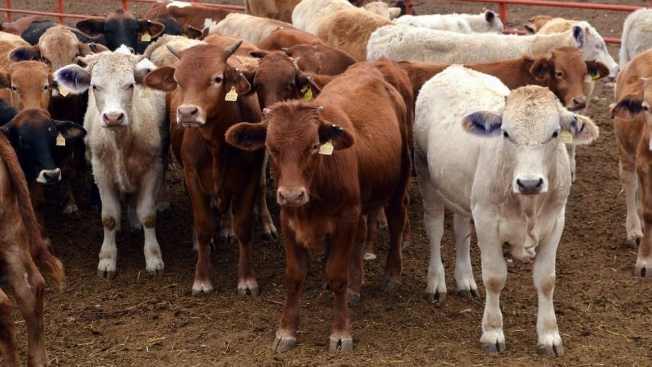 Ganaderos recomiendan fechas de ‘empadre’ en el sur de Sonora