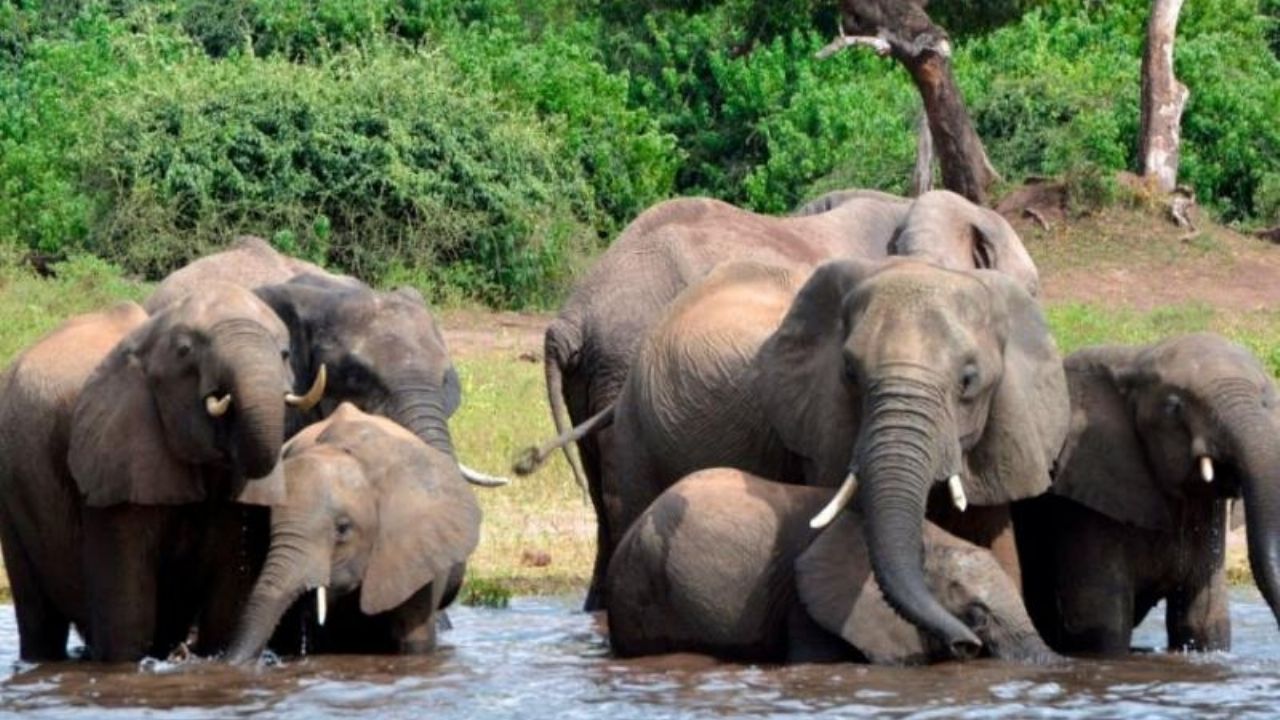 De manera misteriosa, más de 100 elefantes son hallados sin vida en Botsuana