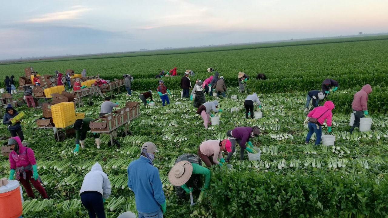 Horticultores destacan buena demanda por parte de Estados Unidos