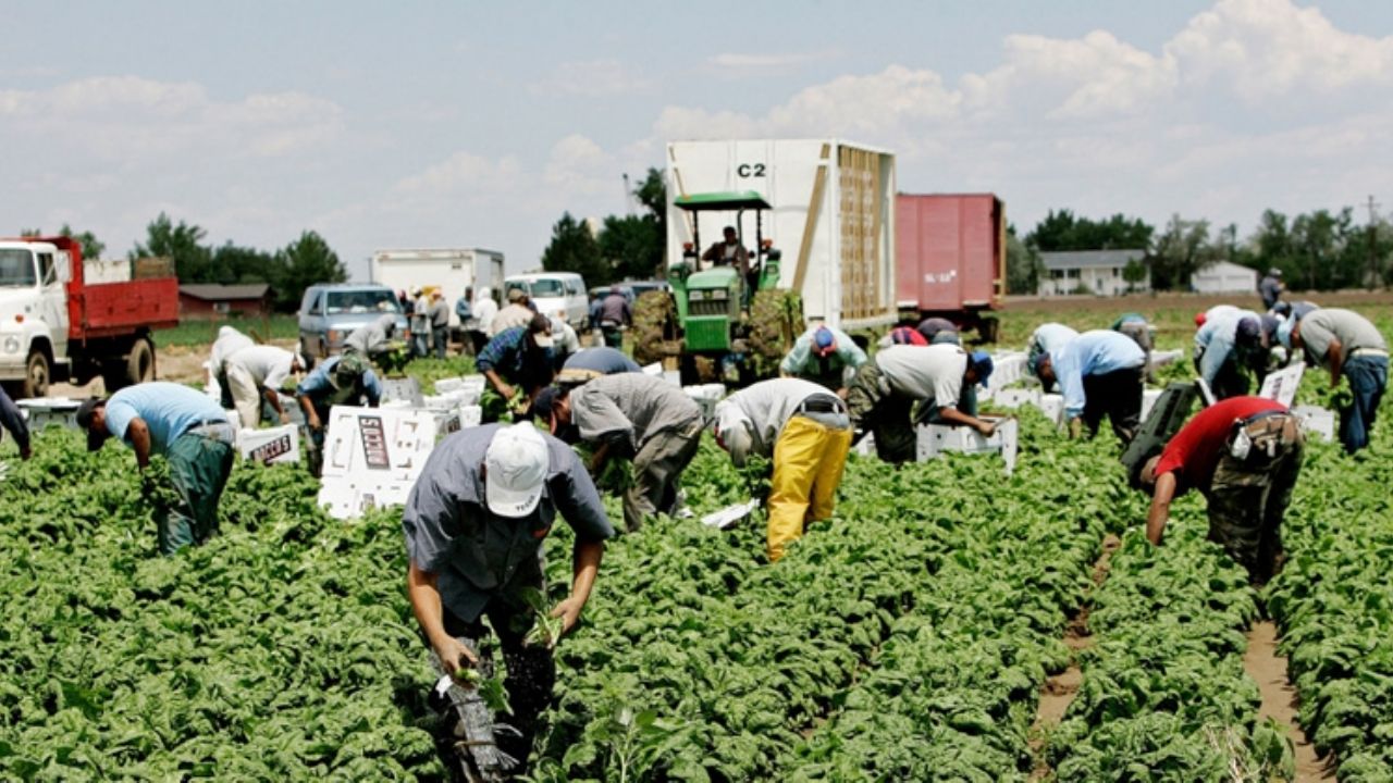 Horticultores reconocen la importancia de la mano de obra en el Valle del Yaqui