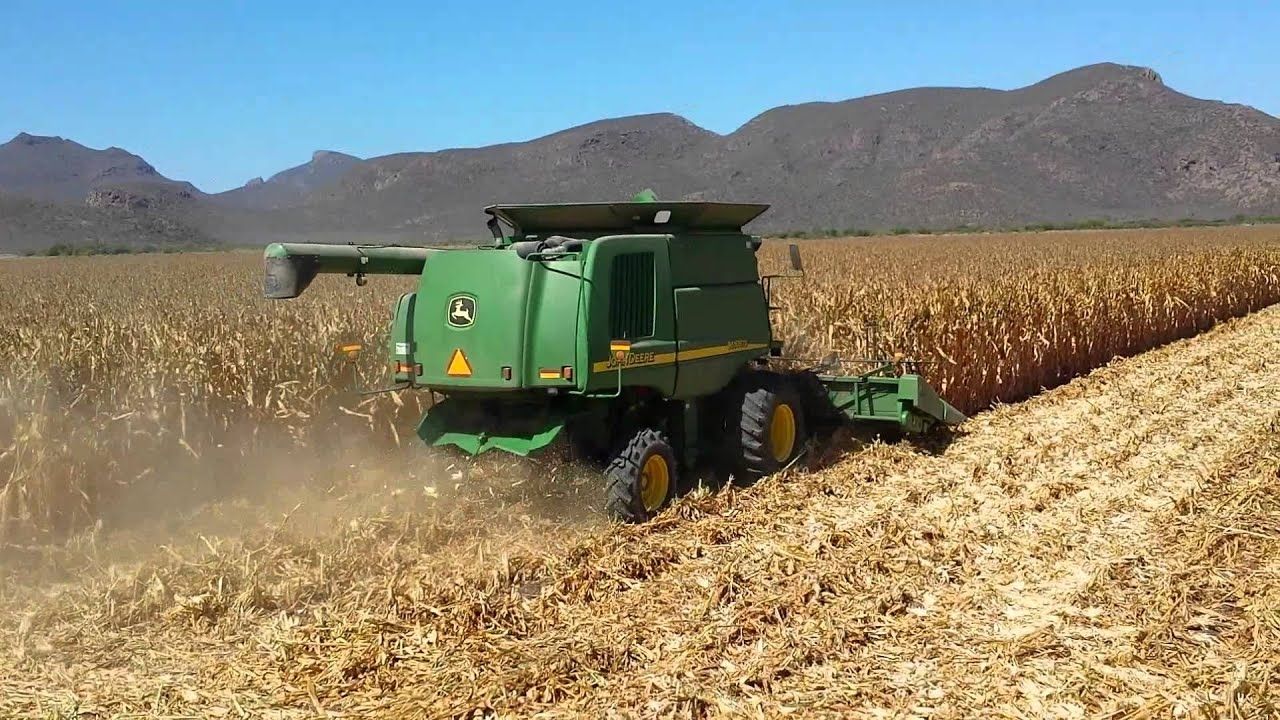 Producción sonorenses de maíz podría quedar por debajo del precio de garantía