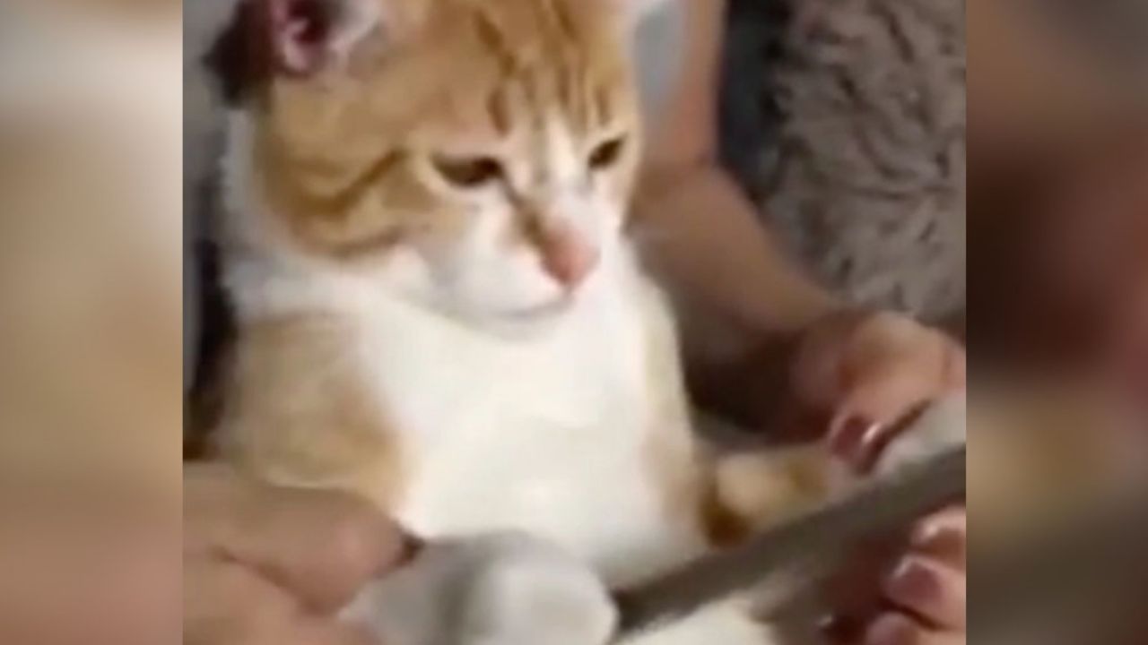 VIDEO VIRAL: Gato sorprende a su dueña al robarle el celular para ver caricaturas