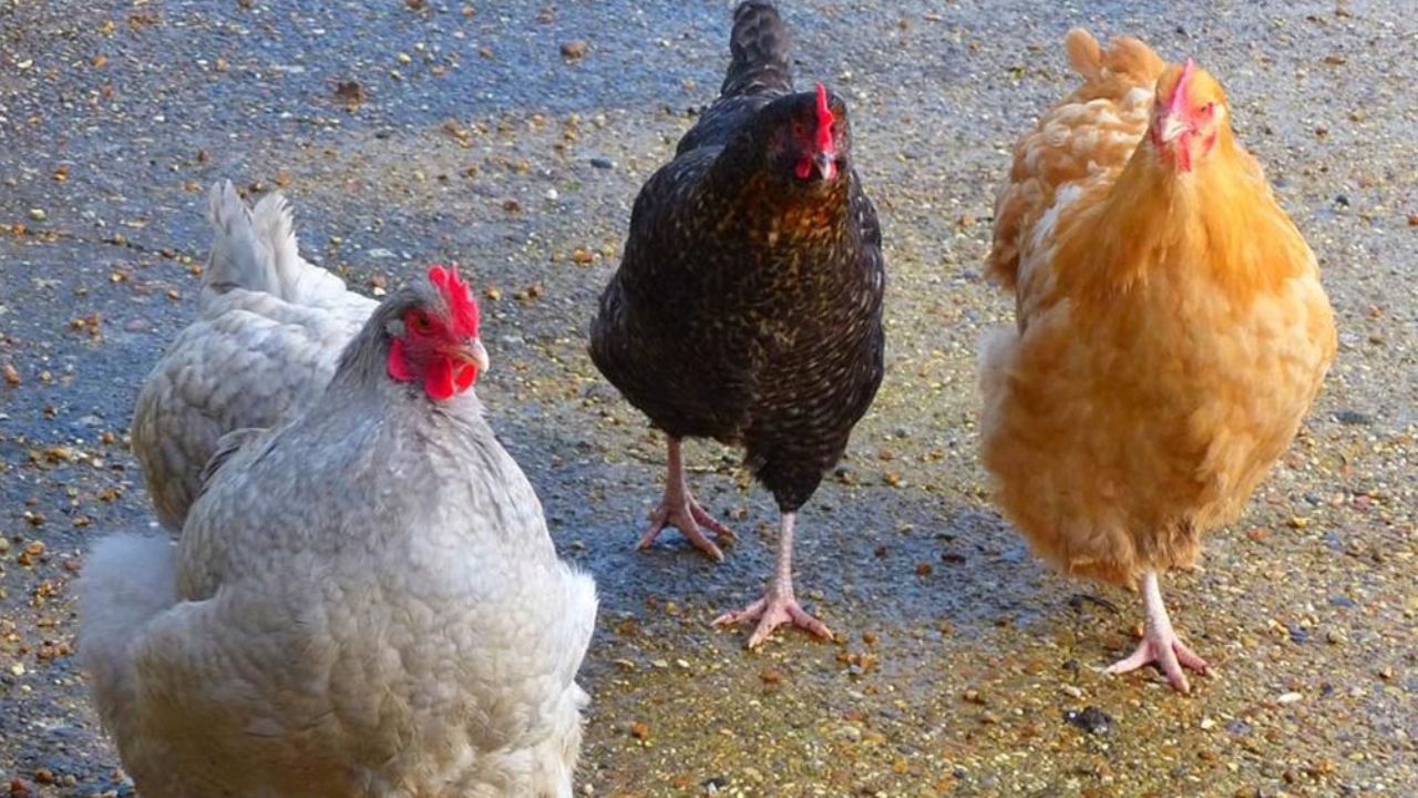 Sader espera resultados de inspecciones para iniciar con vacunación de aves en Sonora