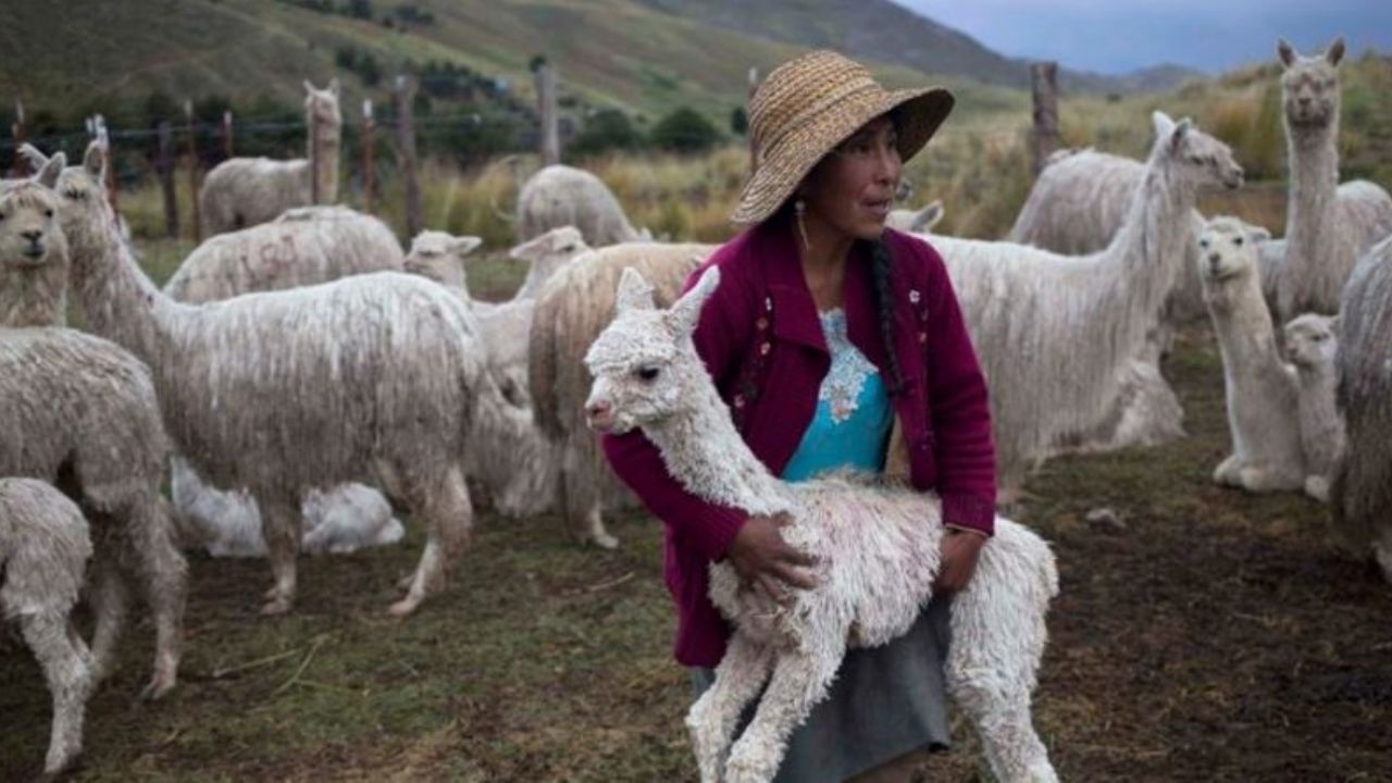 Ayuda Covid-19: Científicos chilenos combatirían el coronavirus al hallar un anticuerpo en alpacas