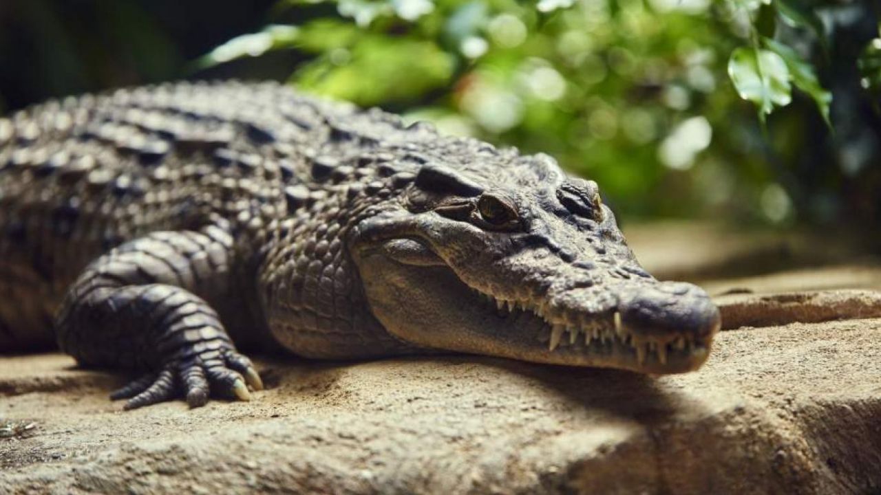 Mujer sale a pescar y termina devorada por cocodrilo de 6 metros en Indonesia