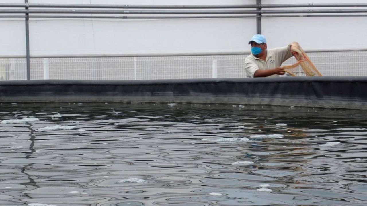 Siguen con trabajos de sanitización en granjas acuícolas de Sonora