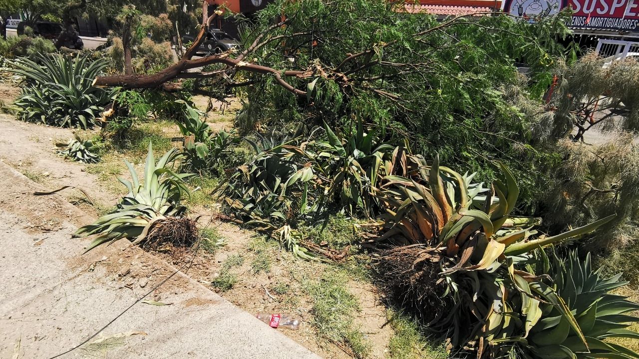 Ecologistas piden justicia por los arboles talados en camellón de Hermosillo