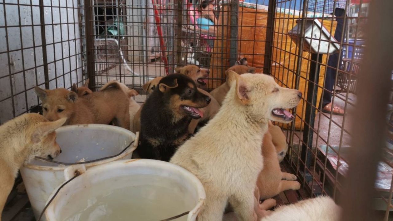 Festival de la Carne de Perro causa indignación por realizarse pese a Covid-19