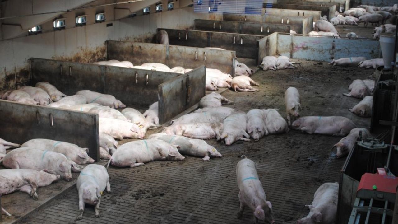 G4 EA H1N1 es el nuevo virus de la gripe porcina; ‘No hay que ignorarlo’: Kin-Chow Chang