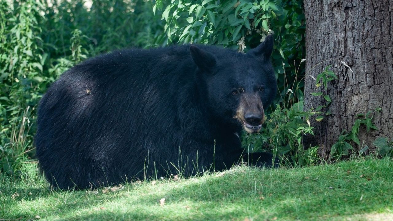Mujer alimenta a oso salvaje en su casa en Pensilvania; autoridades la condenan