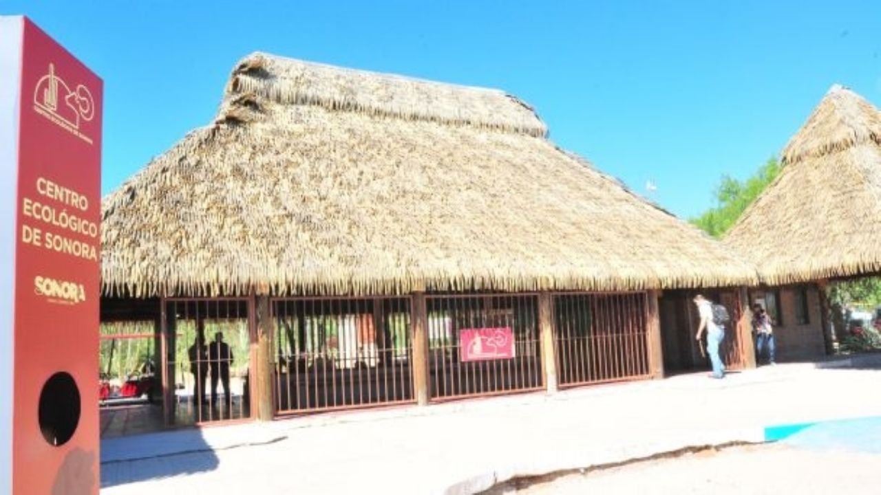 Centro Ecológico de Sonora atenderá al yaguarundi atrapado en trampa; especialistas lo rescatarán