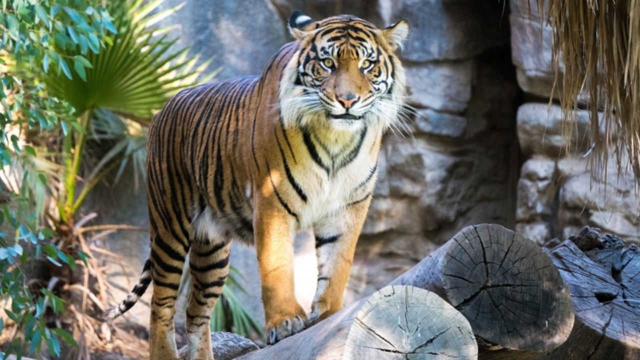 ¡Horror en Suiza! Empleada de zoológico muere al ser salvajemente atacada por un tigre
