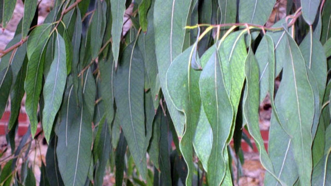 Indonesia lanzará al mercado un collar de eucalipto capaz de “matar al coronavirus”