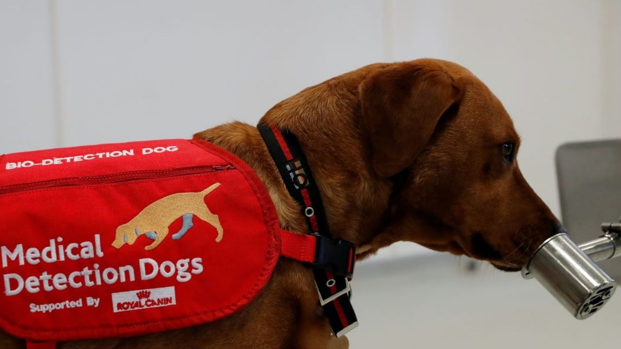 Ayuda Covid-19: Pruebas de detección con olfato canino comienzan a dar resultados