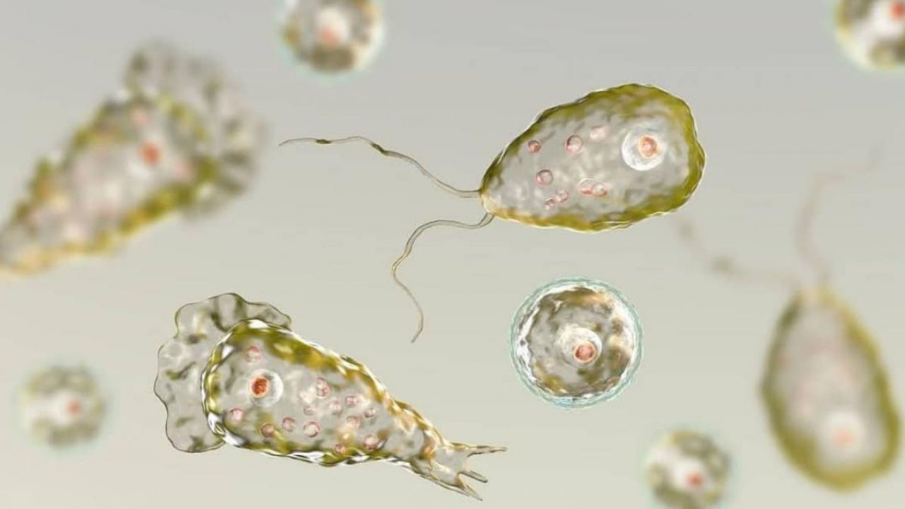 Florida, en alerta por un caso confirmado de la Ameba ‘comecerebros’ o Naegleria fowleri
