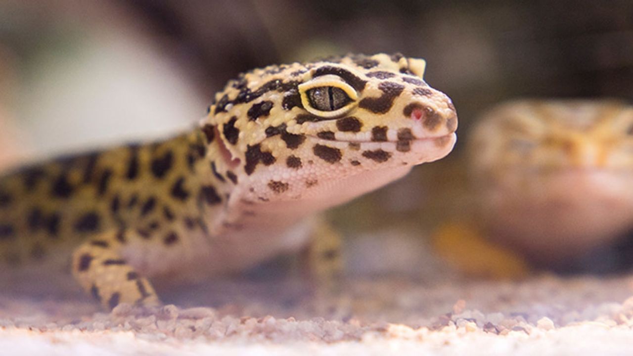 Joven encuentra extraño reptil en el desierto; tiene extremidades similares a un humano