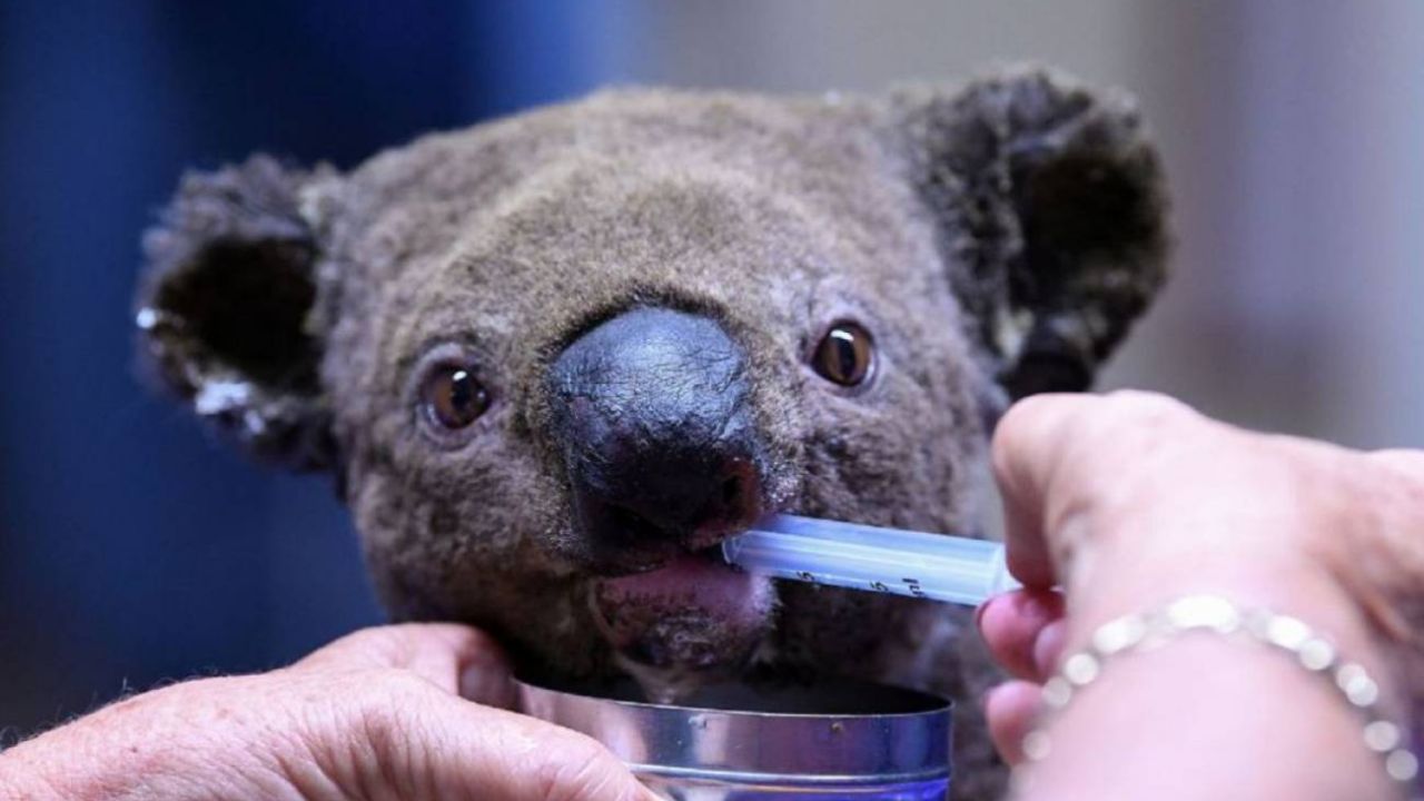 VIDEO: ¡De vuelta a casa! Regresan a koalas rescatados de incendios forestales en Australia