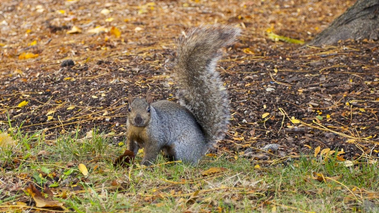 VIDEO: Brutal pelea, protagonizada por un hombre y una ardilla, se hace viral en TikTok