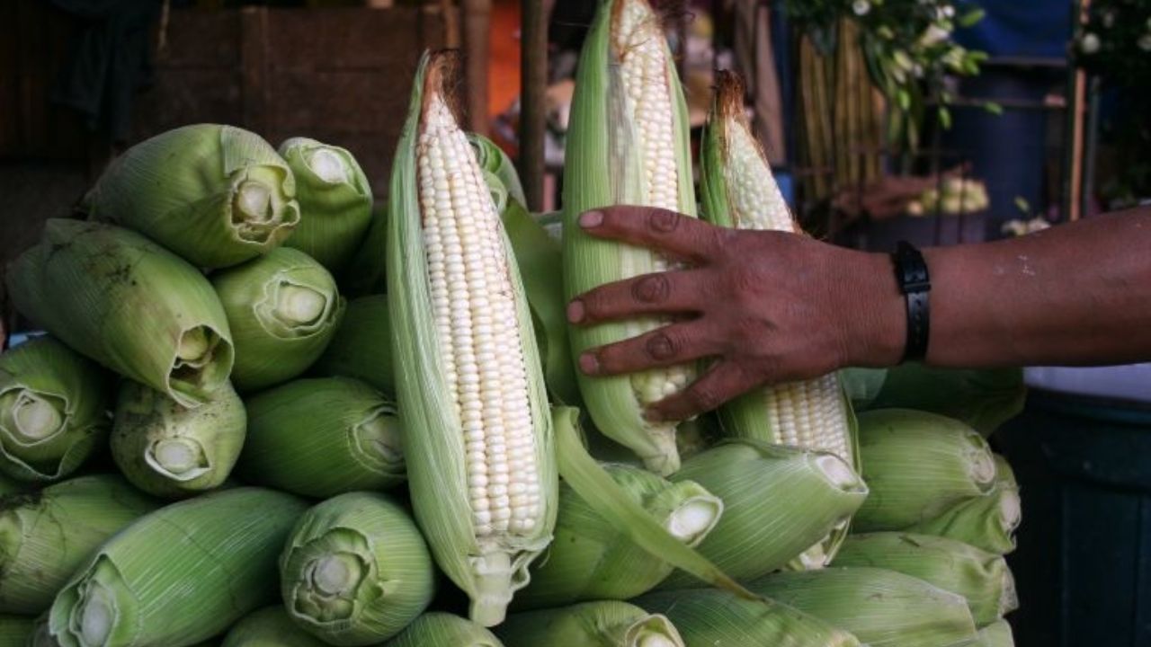 Maíz de Sonora se beneficia del convenio entre Inafap y Grupo Maseca
