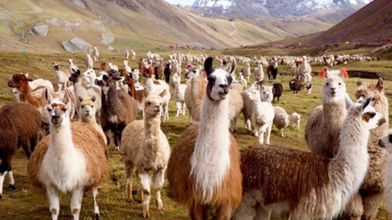 Ayuda Covid-19: Científicos hallan anticuerpos en las llamas que neutralizan al coronavirus