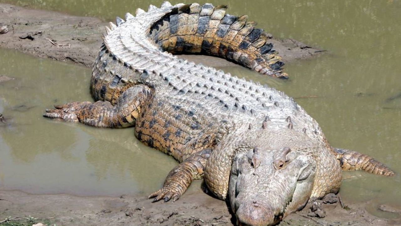 Niño de 6 años es brutalmente mordido por un cocodrilo en Guerrero; su estado es crítico