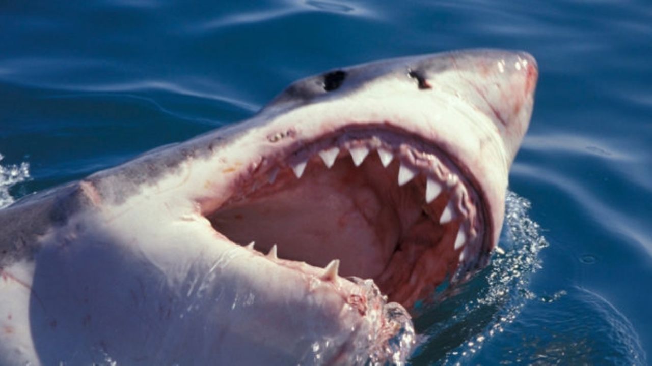 Niño de 10 años vive momento de horror al ser arrastrado por un tiburón en Australia