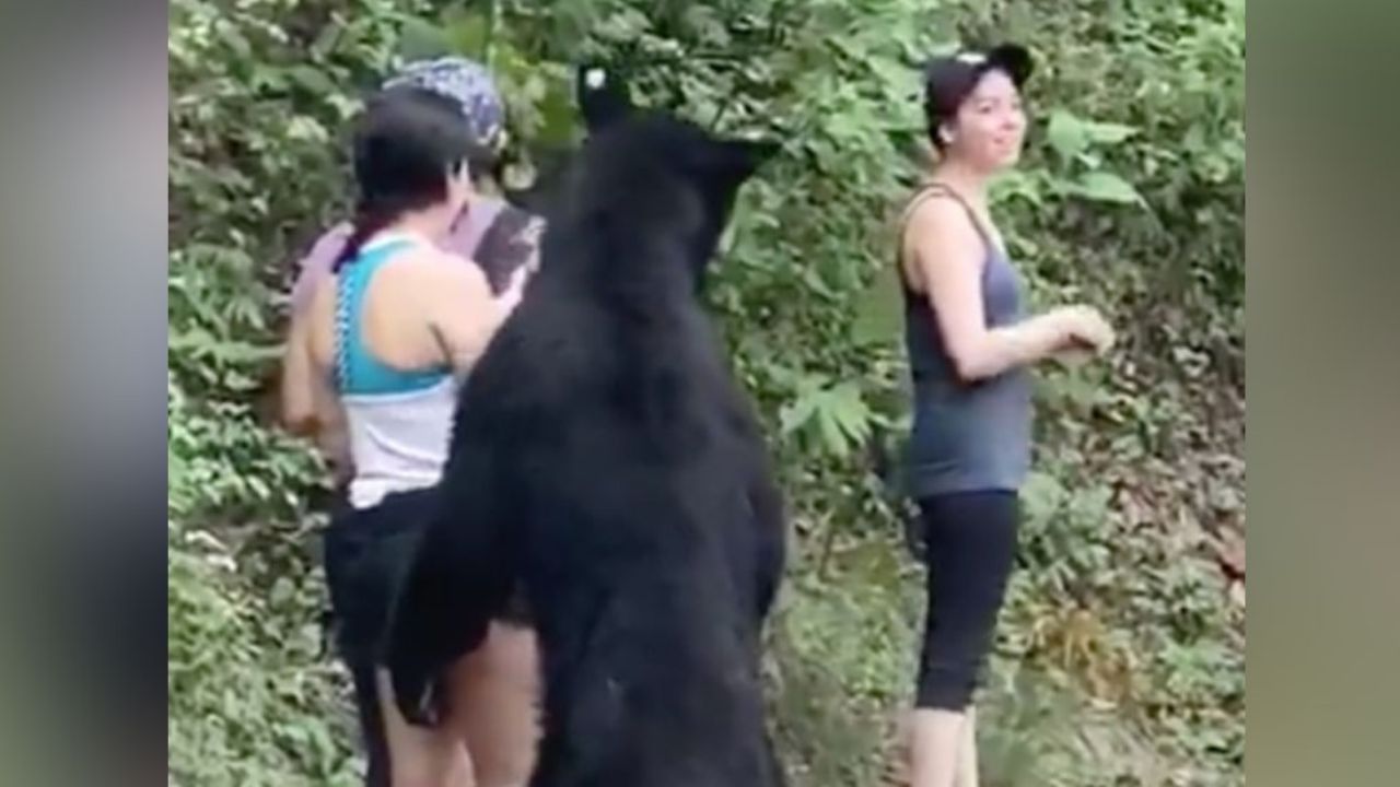 VIDEO: Mujer protagoniza tierna escena al abrazarse con un oso en Monterrey