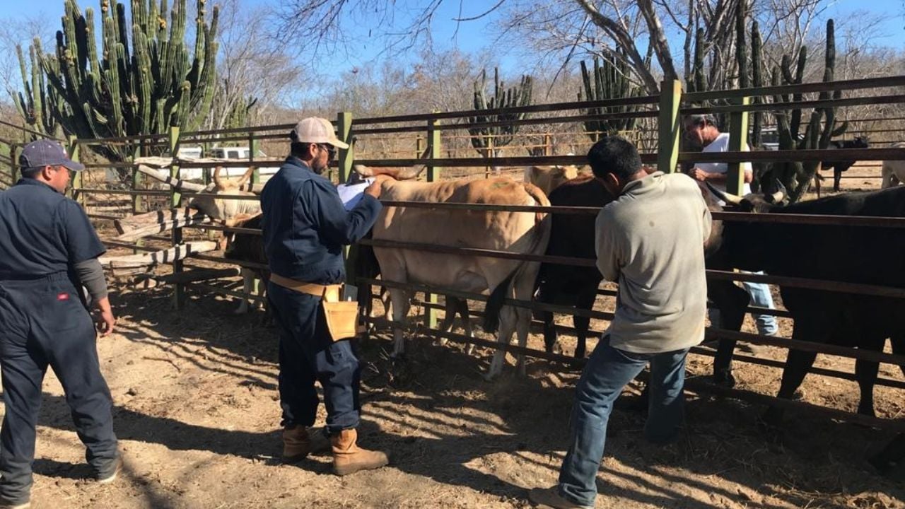 Sonora segundo lugar en exportación de ganado en pie a Estados Unidos