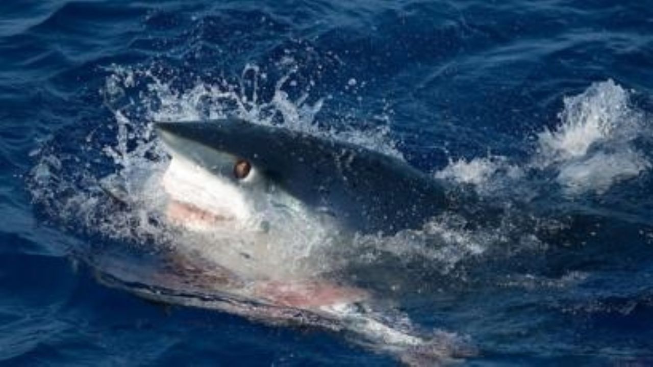 Fatídico final: Mujer muere durante el ataque de un tiburón en costas de EU