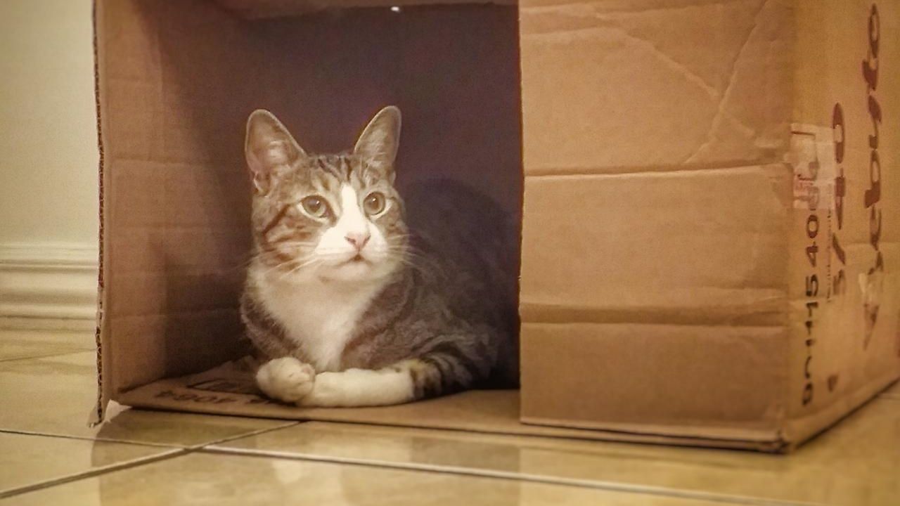 Organización Pata de Perro pide a la comunidad que se denuncien casos de maltrato animal