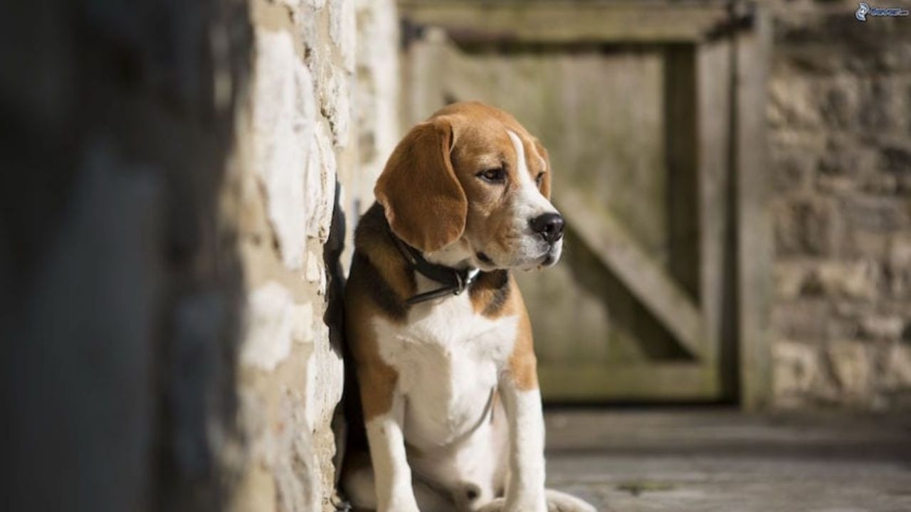 Japón: Dos perros más dan positivo a prueba de Covid-19; sus dueños los enfermaron