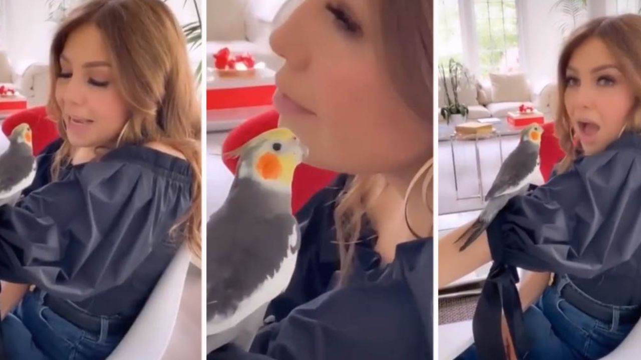Thalía ‘habla’ con un pájaro y usuarios de TikTok cuestionan su salud mental