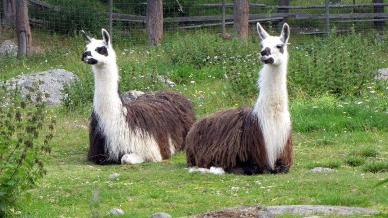 Ayuda Covid-19: Perú desarrolla un tratamiento a base de anticuerpos de llamas