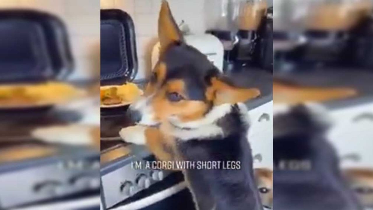VIDEO: ¡Que ladrones tan perros! Tres canes colaboran para robar comida