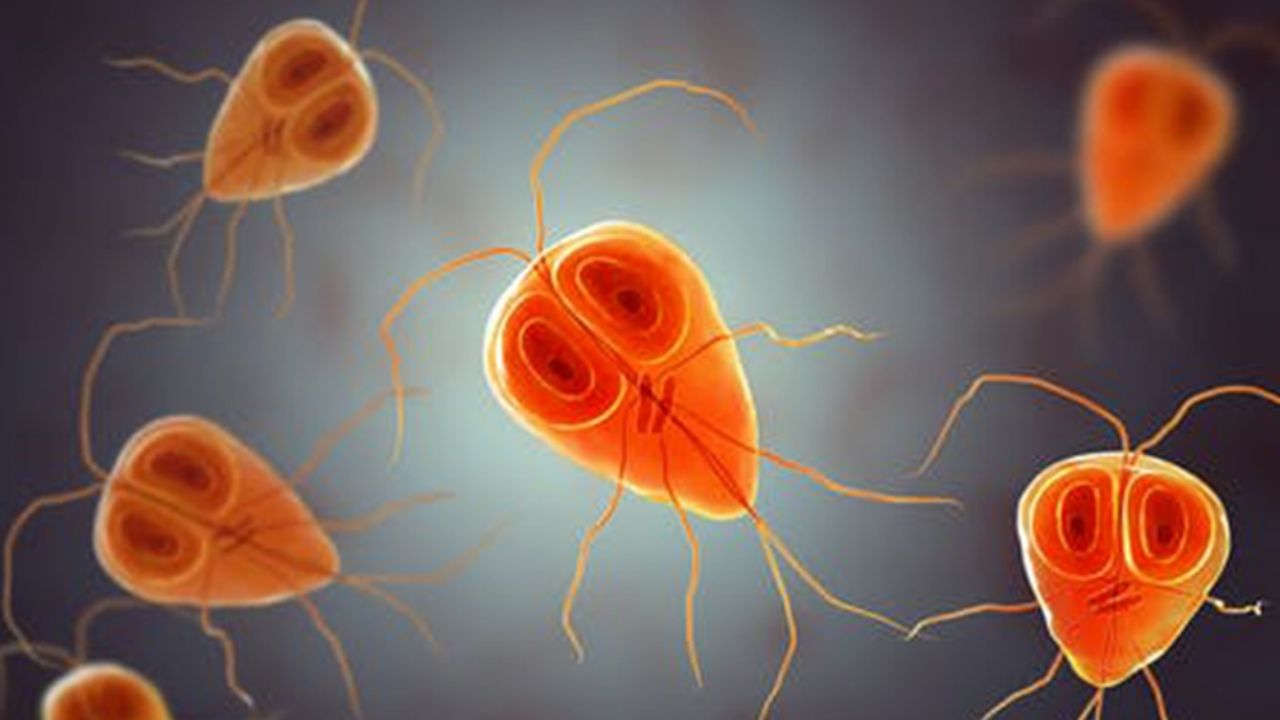 ¡Impactante! Descubren existencia de un ‘parásito comelenguas’ dentro de un pez