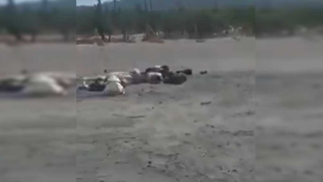 Macabro hallazgo: Dejan 4 cuerpos a la orilla de la carretera Sonoyta Caborca