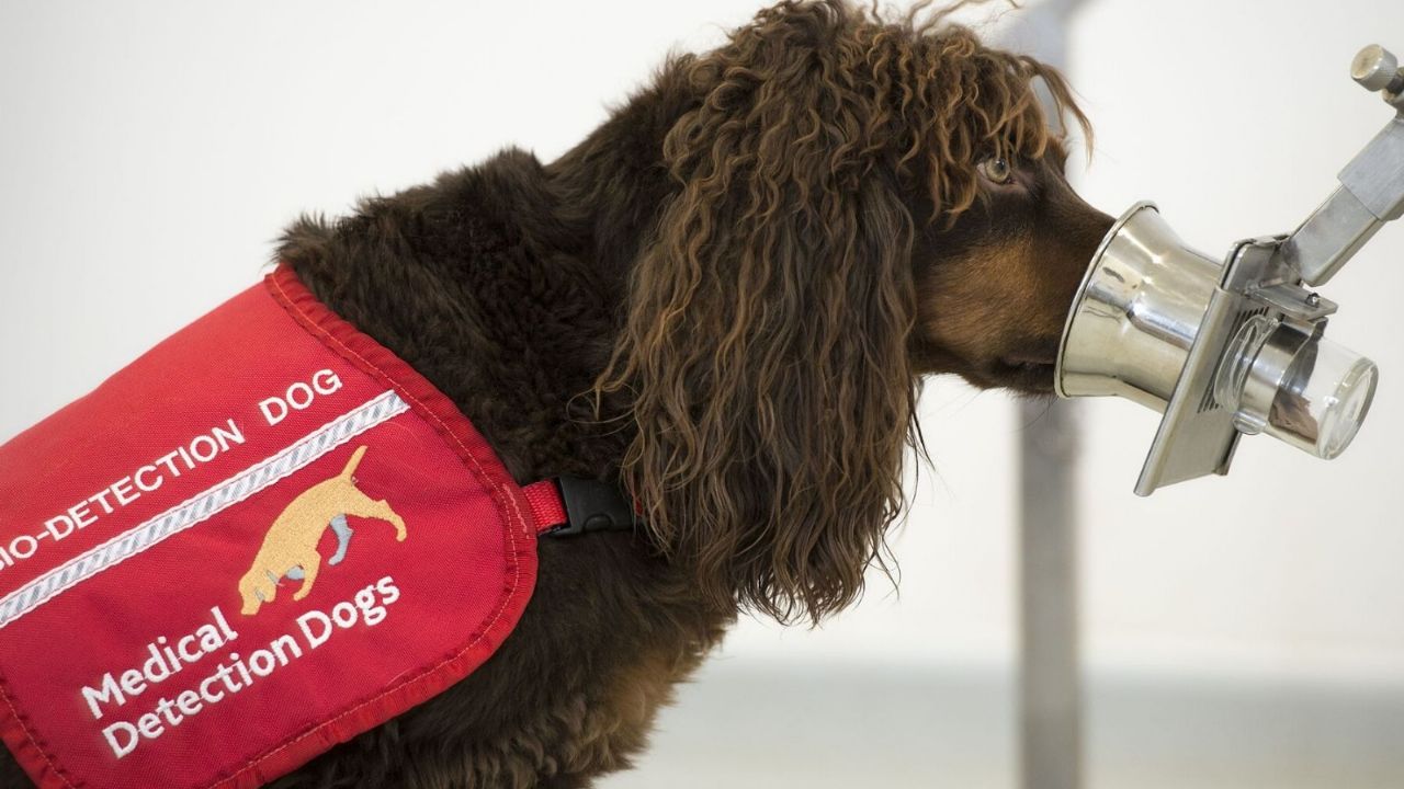 Salud Sonora se adelanta a rebrote de Covid-19 con perros entrenados para detectarlo