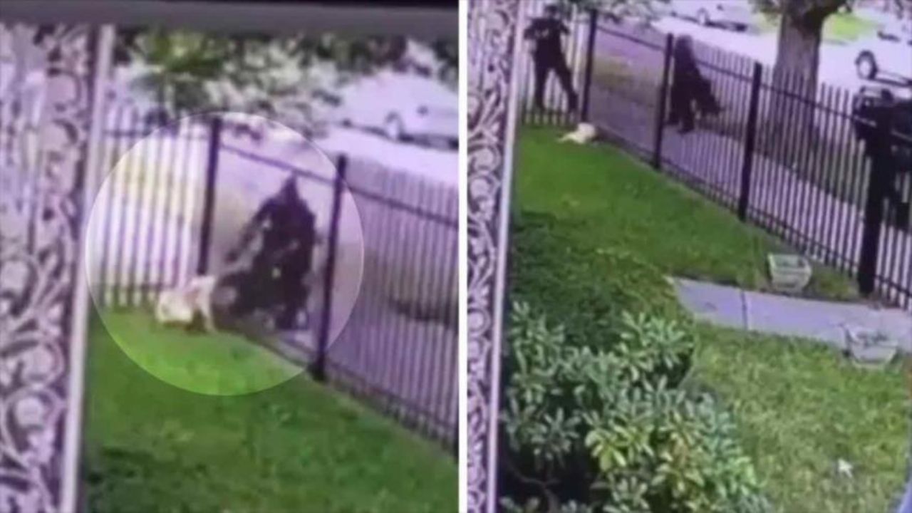 VIDEO: Policía de EU mata de un tiro a un perro dentro de la casa de sus dueños