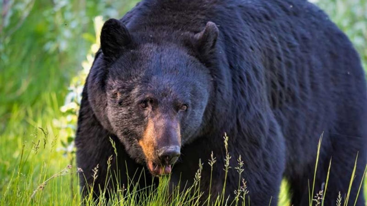 Canadá: Mujer muere tras el feroz ataque de un oso negro frente a su hijo de 9 años